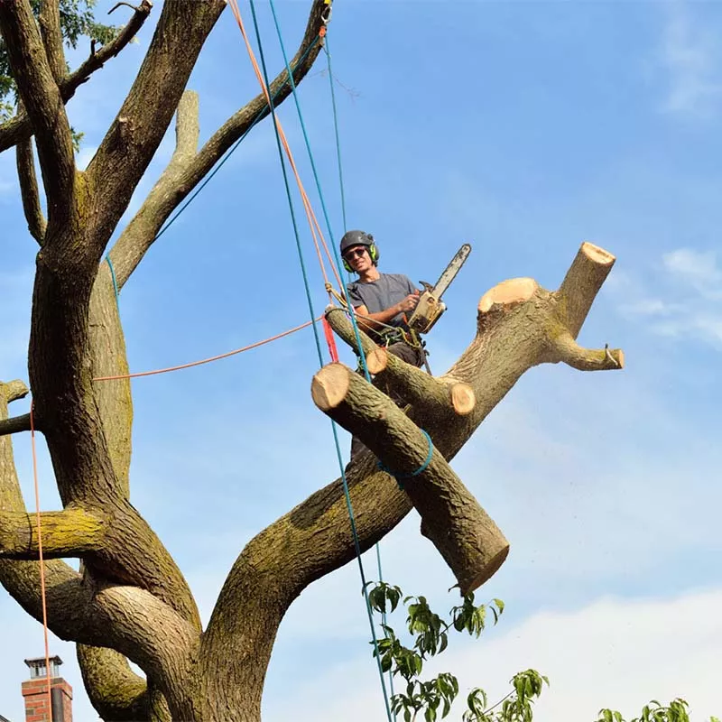 Wigan Tree Services