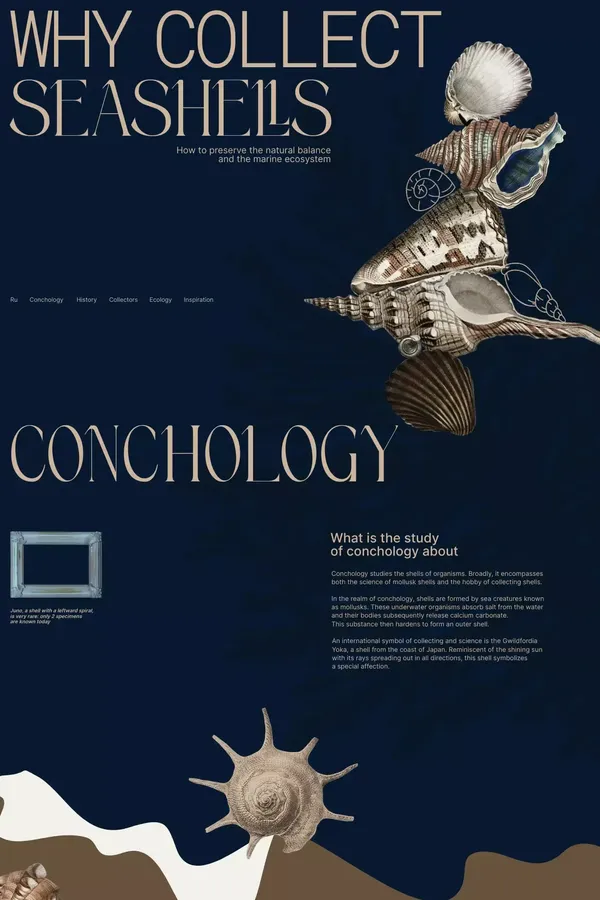 Why collect seashells