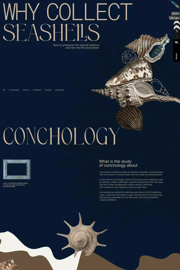Why collect seashells - website design inspiration