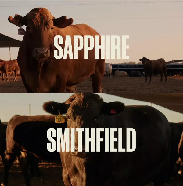 Smithfield Cattle Co. - Landing design inspiration
