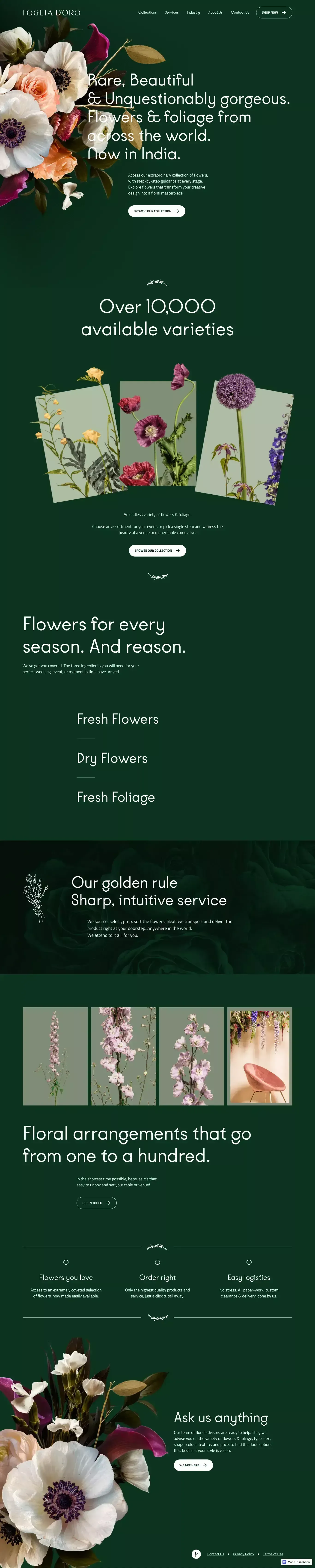 Foglia D’Oro - Portfolio design