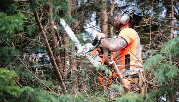 Wigan's Best Tree Surgeons Delivering Top Notch Tree Services - Product page design inspiration