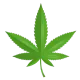 wellbutrin and marijuana