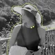 Arina